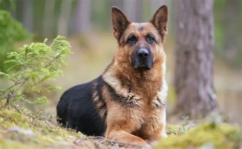 Pastor Alemão Conheça A Raça De Cachorro Grande