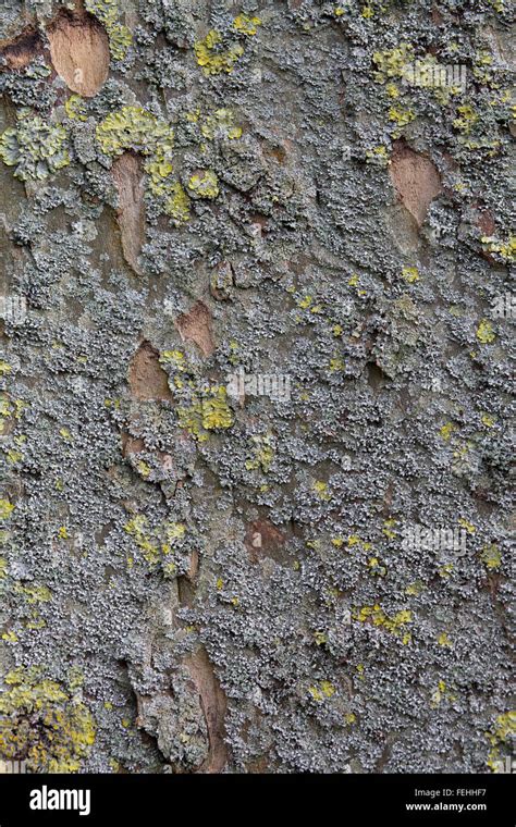 Chestnut Tree Bark Patterns Stock Photo - Alamy