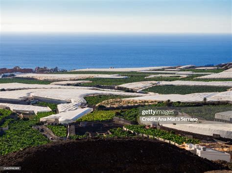 Large Greenhouses Of Vegetables And Plantations Of Canarian Banana By