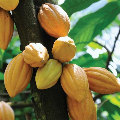 Cocoa Fruit (Theobroma cacao) Fruit Live Plant (Home & Garden) – Hug A