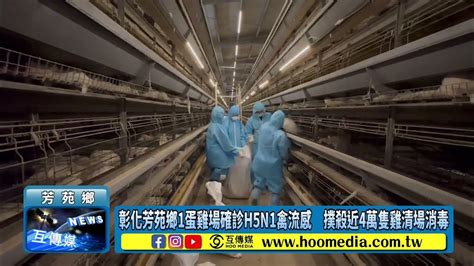 彰化芳苑鄉1蛋雞場確診h5n1禽流感 撲殺近4萬隻雞清場消毒 Youtube