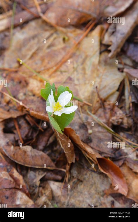 Bloodroot Sanguinaria Canadensis During The Spring Months In A New