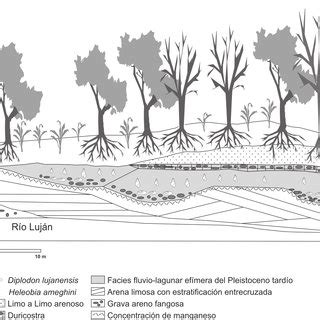 PDF Redescripción y Significado Paleoambiental de Heleobia ameghini