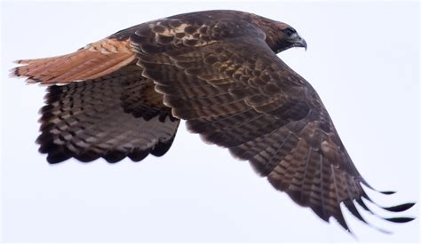 Red Tailed Hawk in Flight - Pentax User Photo Gallery