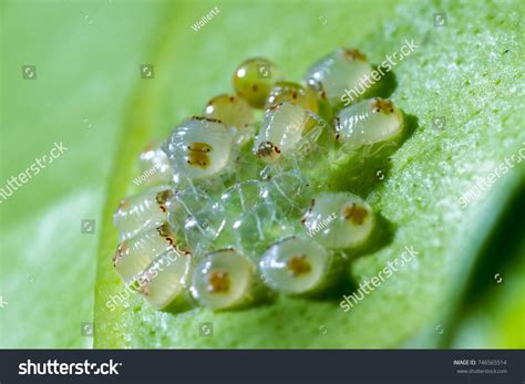 1,180 Mite Eggs Images, Stock Photos & Vectors | Shutterstock