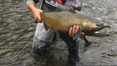 Salmon Fishing In Idaho: A Comprehensive Guide 2025