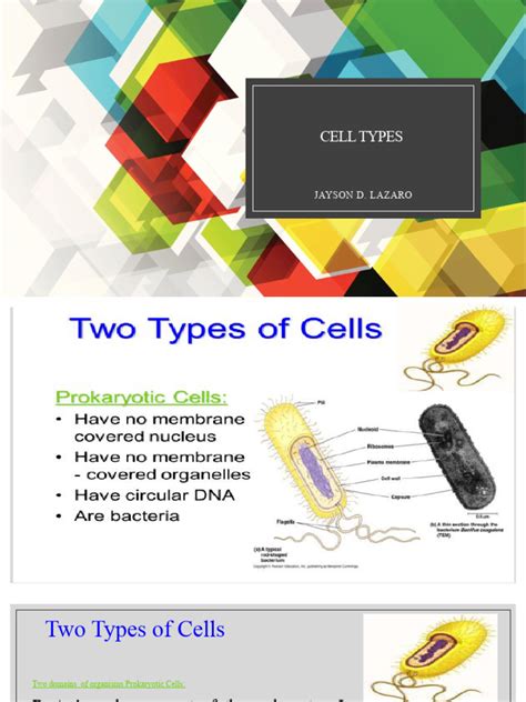 cell types
