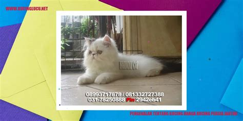 Harga Kucing Persia Jantan Fakta Perawatan Dan Rekomendasi Kucing