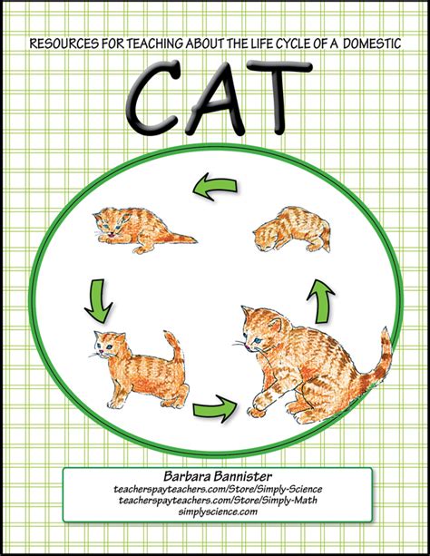 Cat Life Cycle - Simply Science