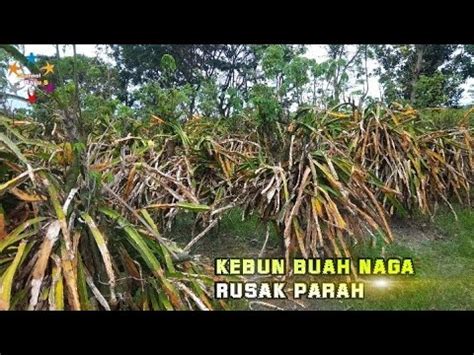 Kebun Buah Naga Hancur Terserang Cacar Parah Youtube