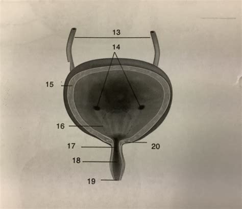 Bio Chap 15 Bladder Diagram | Quizlet