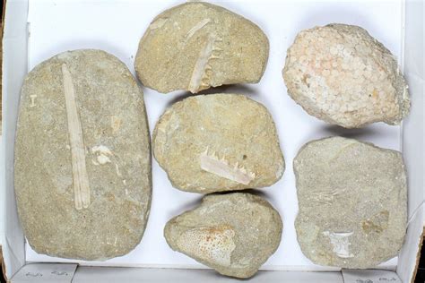 Flat: Cretaceous Marine Vertebrate Fossils - 12 Pieces (#96116) For Sale - FossilEra.com