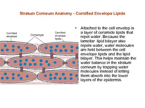 Stratum Corneum How Does Your Body Keep