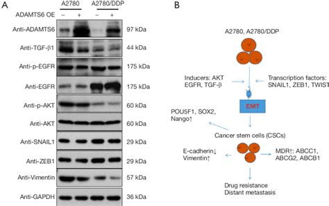 Tgf β1egfr Akt Signaling Pathway Is Involved In Adamts6 Mediated Emt