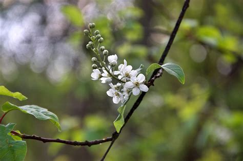 Bird Cherry Flowers Branch - Free photo on Pixabay - Pixabay