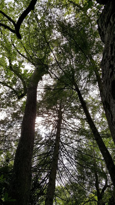 Free Images Tree Nature Branch Sunlight Leaf Flower Trunk