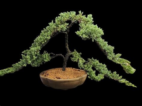 Old Specimen Bonsai Japanese Dwarf Juniper Bonsai Tree