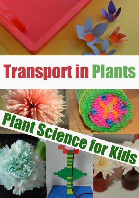 25 Best Easy Plant Science for Kids images in 2020 | Plant science ...