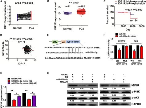 Frontiers Circular Rnapdhx Promotes The Proliferation And Invasion