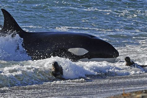 Study Killer Whales At Elevated Risk For Serious Immune System