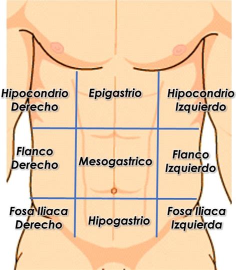 Anatomía de superficie del abdomen | Cavidades del cuerpo, Anatomia y fisiologia humana ...