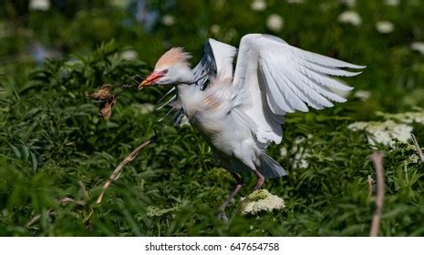 42 Cattle Egret Nesting Materials Images, Stock Photos & Vectors ...