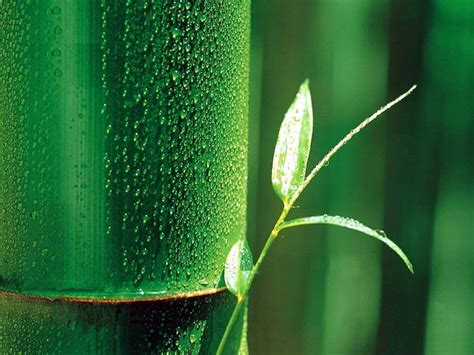 Green Bamboo Wallpapers - Wallpaper Cave