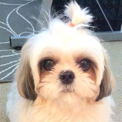 shih tzu / Shitzu / 西施犬 / Chinese Lion Dog / Chrysanthemum Dog Puppy ...