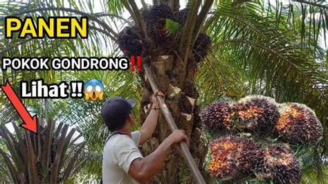 Panen Sawit Pokok Gondrong Sekalian Langsung Di Peruning Lihat Di Balik