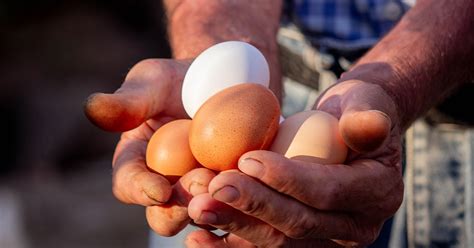 farm fresh eggs  range chicken eggs close  burlington milton