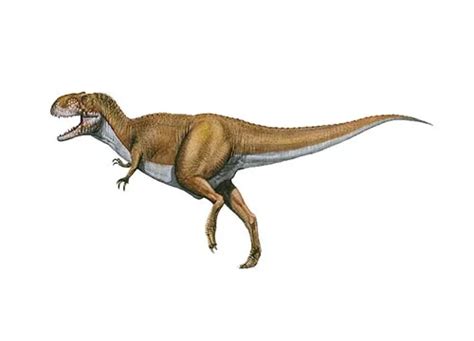 Micropachycephalosaurus Description Size Fossil Diet And Facts