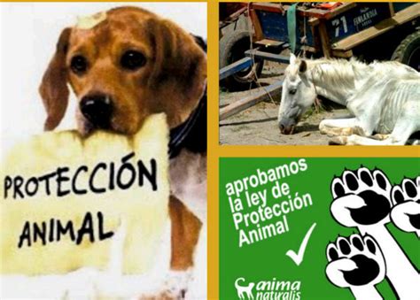 Propone Protección De Animales Querétaro