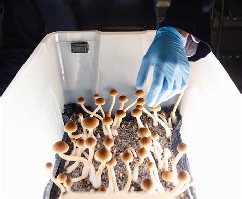 Scientists Finally Answer Are Shiitake Mushrooms Psychedelic Or Safe To Eat - RYZE Superfoods