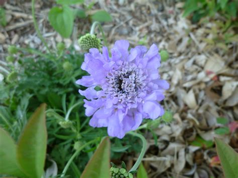 Pincushion Flower | Plants, Flowers, Pin cushions