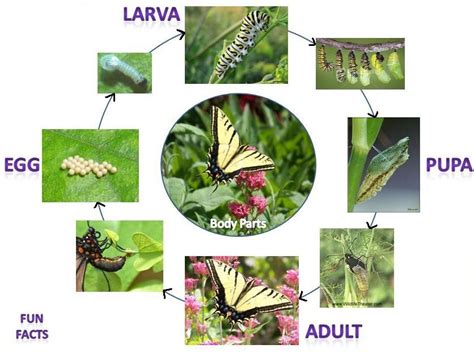 Lifecycle of a Butterfly - John MacRoy's Butterflies