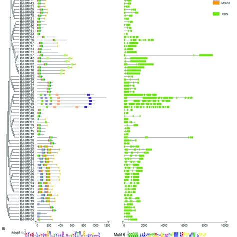 Gene Structure And Conserved Motifs Of BrHMPs A Composition And