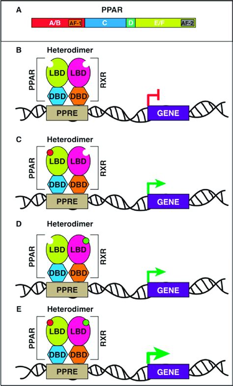 Schematic Representation Of Ppar Domain Organization And Ppar Rxr Download Scientific Diagram