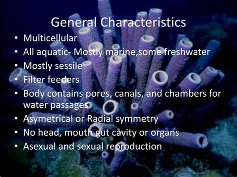 Ppt Phylum Porifera Powerpoint Presentation Free Download Id2017409