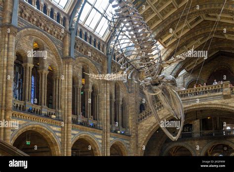 Hope The Giant Blue Whale Skeleton Balaenoptera Musculus Suspended