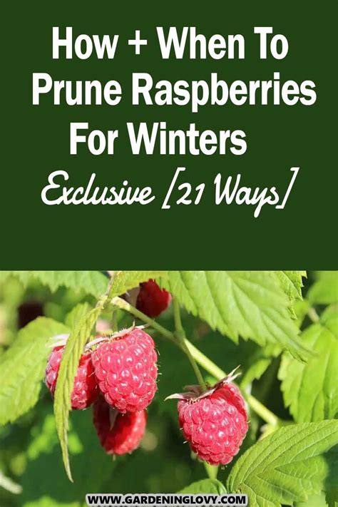 So You Want To Grow Raspberries Artofit