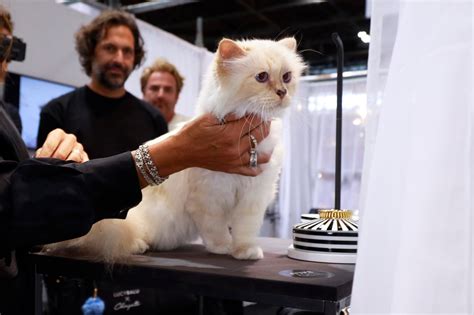 Choupette, Karl Lagerfeld’s Cat, Will Not Attend Met Gala - The New ...