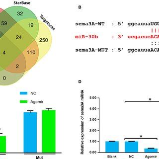 MiR30b Targets Sema3A A Venn Diagram Showing The Common MiRNAs