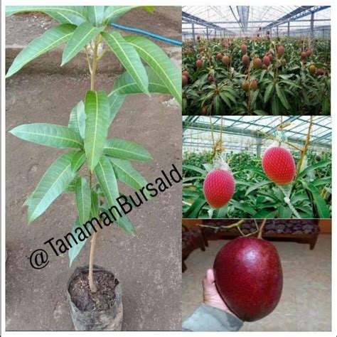 Jual BIBIT TANAMAN MANGGA MIYAZAKI OKULASI JAMINAN ASLI ORIGINAL BEST