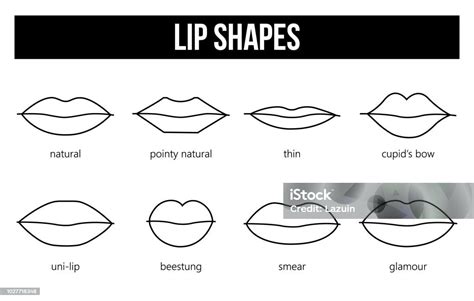 Types Of Lip Shapes Stock Illustration - Download Image Now - Adult, Art, Beauty - iStock