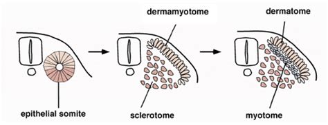 Embryology - Somites Flashcards | Quizlet