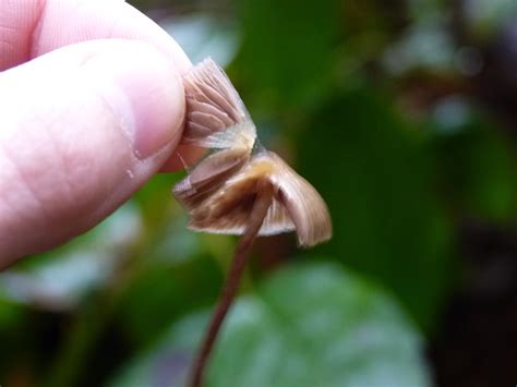 Pelliculosa Overkill Mushroom Hunting And Identification Shroomery