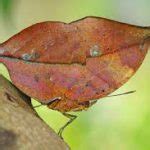 Borboleta Folha Caracter Sticas Nome Cientifico Habitat E Fotos