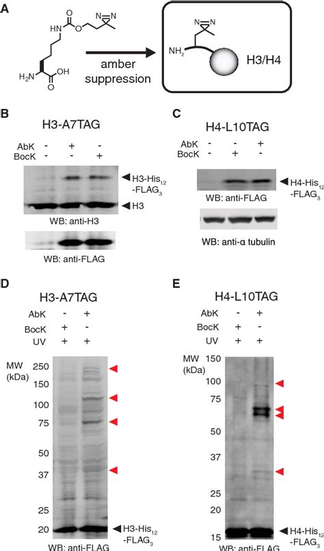 Figure 3 From A Chemical Proteomics Approach To Reveal Direct Protein Protein Interactions In