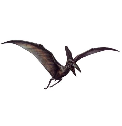 Pteranodon Pictures & Facts - The Dinosaur Database