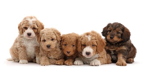 #1 | Labradoodle Puppies For Sale By Uptown Puppies